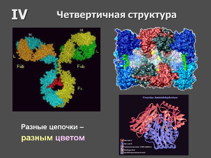 Четвертичная структура IV Разные цепочки – разным цветом